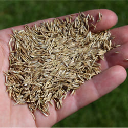 Nahaufnahme einer Hand mit Gras-Samen.