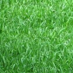 Nahaufnahme von frischem, grünem Gras.