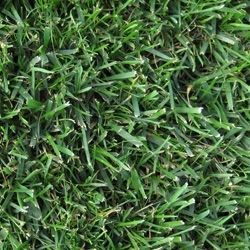 Nahaufnahme von Robustrasen mit grünen Grashalmen.