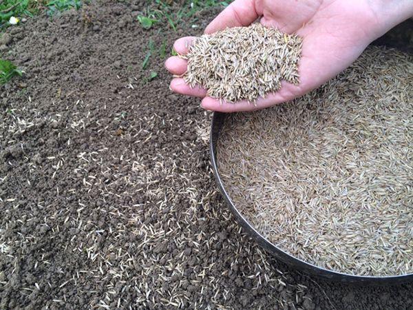 Rasensamen | Regenerationssamenmischung