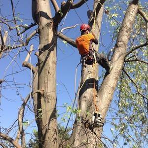 Baumschnitt und Baumrodung